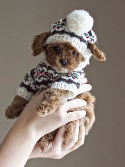 Modelo de arte canina 1