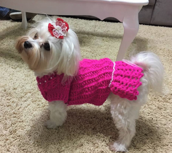 Modelo de arte canina 4